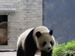 -都江堰中华大熊猫苑