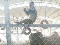 -西霞口神雕山野生动物世界