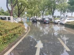 -合肥滨湖国家森林公园