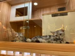 -钦宠·猫咪售卖·洗护·寄养(东圃旗舰店)