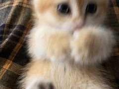 -中农国际动物医院24小时·猫科·骨科·急重症中心