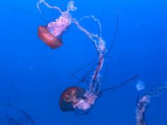 -大连老虎滩海洋公园