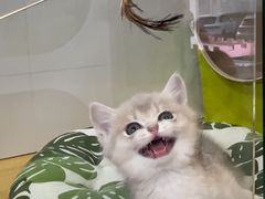 -青奢宠物·青奢猫舍