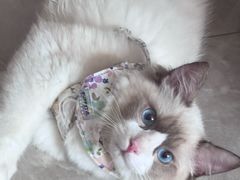 -纳吉亚猫专科动物医院博雅分院
