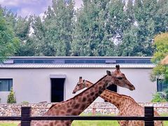 -北京野生动物园