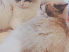 -momokira米努特·德文卷毛猫·棉花面纱犬