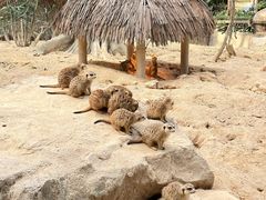 -广州长隆野生动物世界