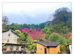 -雁南飞茶田景区