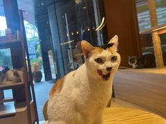 -米乐乖乖猫咪咖啡馆·猫咖(深圳湾后海汇店)