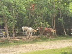-上海海湾国家森林公园