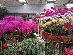 -秦美花卉(天朗·莱茵小城2期店)