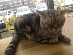 -平行世界·猫咖(首经贸店)