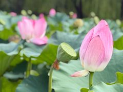-莲花池公园