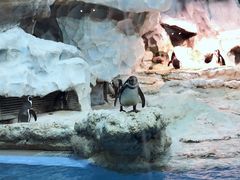 -帝企鹅自助餐厅•儿童岛•真企鹅(长隆企鹅酒店)