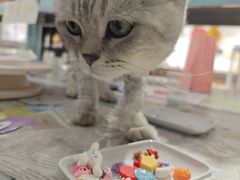 -大悦城(沈阳中街店)