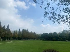 -合肥滨湖国家森林公园