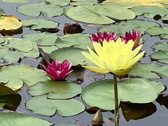 -国家植物园南园