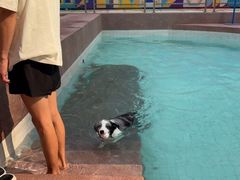 -帕帕拉兹宠物(亚洲旗舰店)