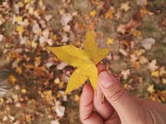 -两河城市森林公园