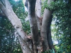 -墨尔本皇家植物园