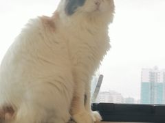 -喵园·猫主题咖啡厅·撸猫·猫咖(国贸店)