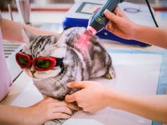-宠爱国际动物医院·消化内科·心肾内科·ISFM猫友好(望京店)