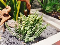 -润园四季椰子鸡火锅(海上世界店)