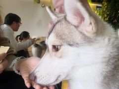 -Husky Go! 哈士奇体验馆·宠物咖啡厅狗咖
