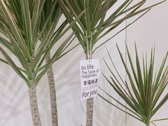 -橙呦·私人定制生日蛋糕