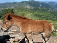 -灵山