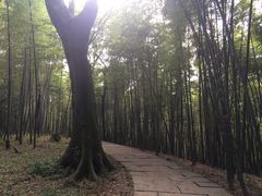 -西湖风景区十里琅珰-五云山