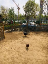 -萌宠亲子动物乐园(槐房万达店)