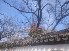 -梅花山(明孝陵内)
