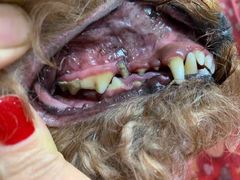 -宠福鑫康馨动物医院·骨科·眼科