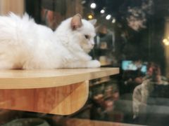 -欣宠猫屋·矮脚拿破仑·蓝金金渐层