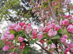 -北京西山国家森林公园