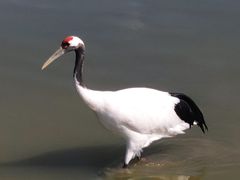 -盐城丹顶鹤湿地生态旅游区