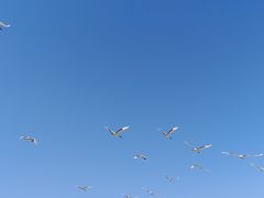 -黑龙江扎龙生态旅游区