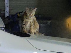 -猫岛主趣味餐厅(鼓浪屿店)