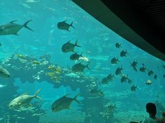 -海棠湾洲际-涛·海底餐厅·美人鱼·自助餐·海底隧道