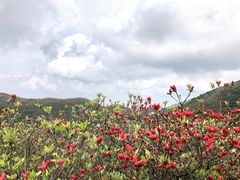 -大围山国家森林公园