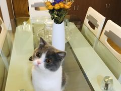 -关爱宠物医院·猫科中心·消化科(滨湖万达分院)
