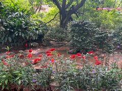 -广州长隆飞鸟乐园