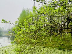 -洋湖国家湿地公园