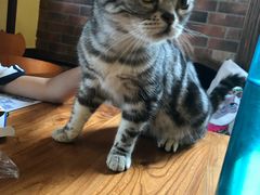 -more than meow吴止猫主题餐厅(承德 中船汇店)