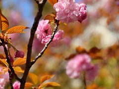 -高东镇樱花园