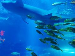 -太平洋海底世界