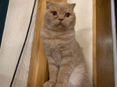 -猫小院猫主题餐厅(南锣旗舰店)