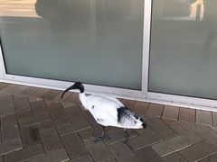 -黄金海岸