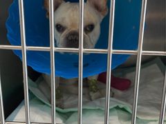 -伟伟宠物医院·CT影像中心·瑞派犬猫综合性门诊(汉口总院)